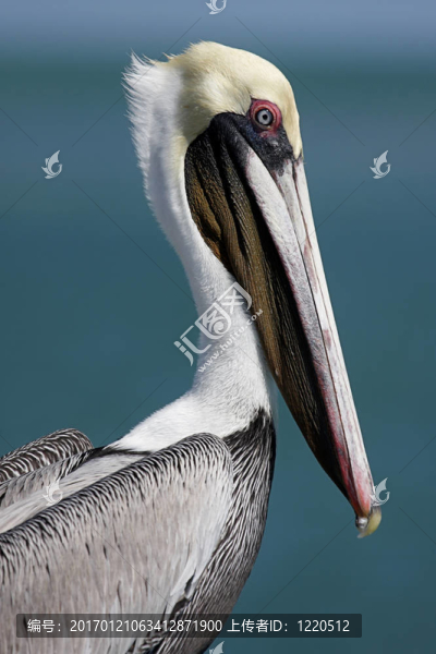Brown,Pelican（Pelecanus,occidentalis）