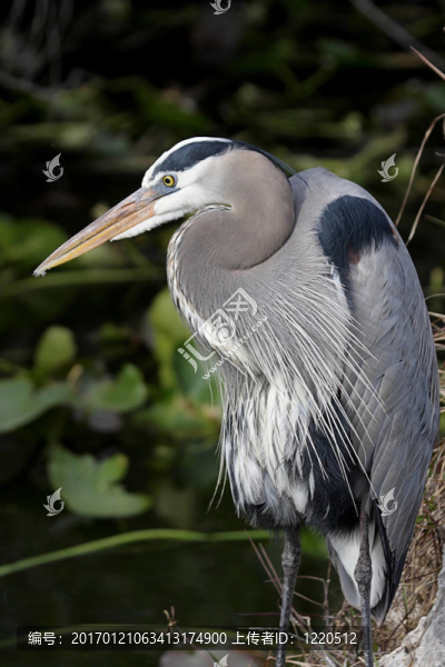 大藍鷺（Ardea,herodias）