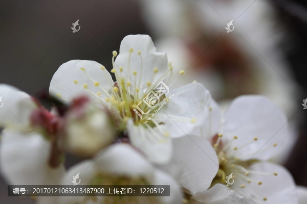 櫻桃