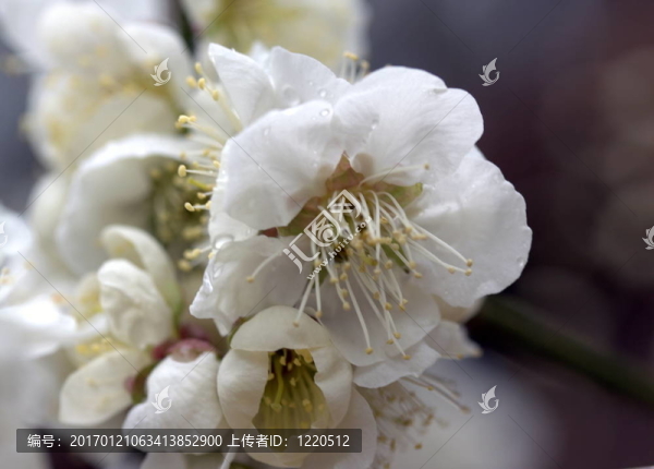 櫻桃