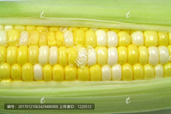 新鮮的玉米