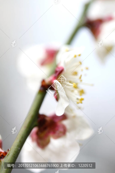 櫻桃