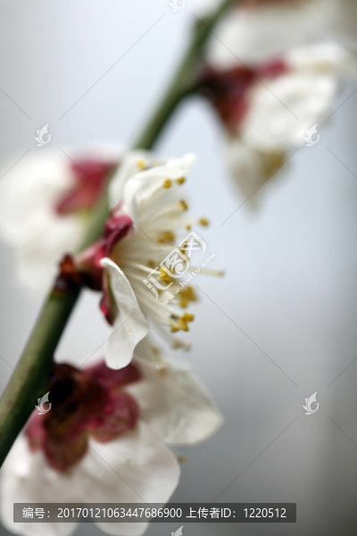 櫻桃