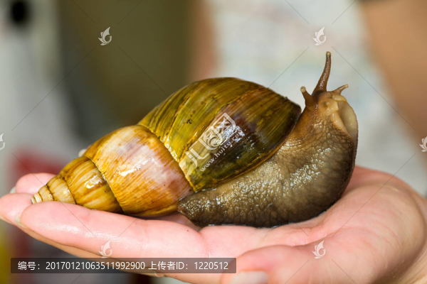 蝸牛ahatina