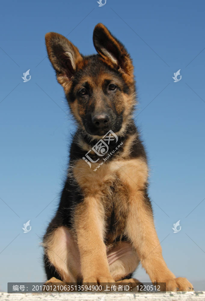 小狗的德國(guó)牧羊犬