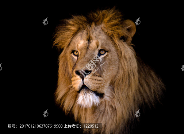 非洲大公獅子