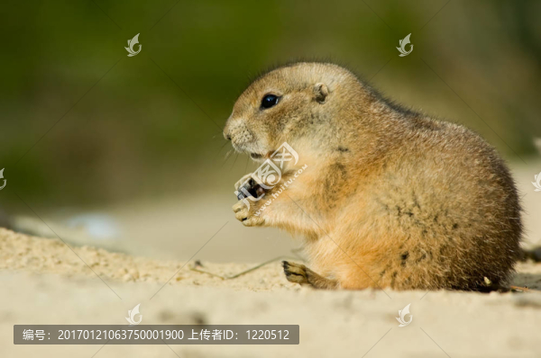 草原犬鼠