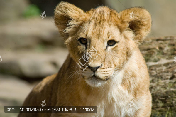 可愛的小獅子