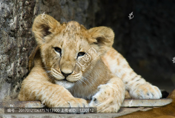 可愛(ài)的小獅子-匯圖網(wǎng) www.fosd68.com 可愛(ài)的小獅子
