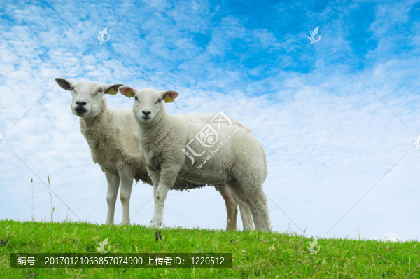 可愛的小羊和母親