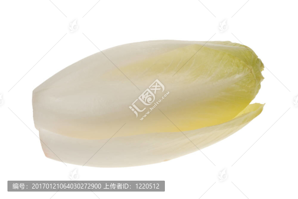新鮮菊苣