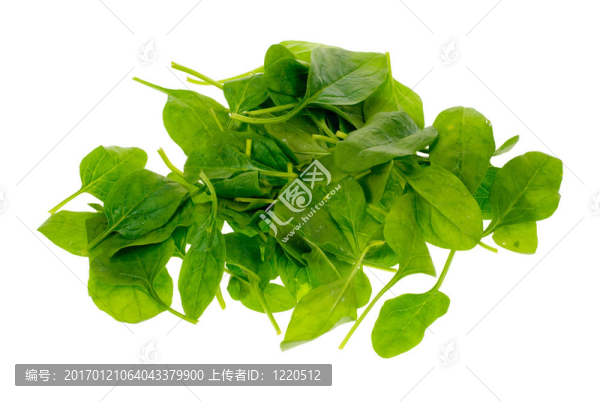 新鮮菠菜葉