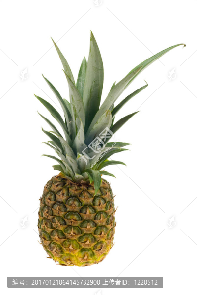 新鮮菠蘿-匯圖網(wǎng) www.fosd68.com 新鮮菠蘿