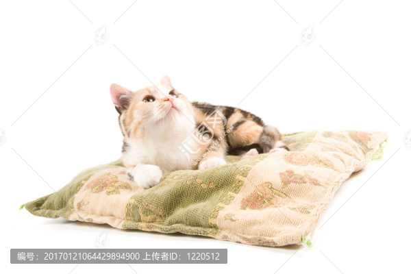 可愛的小貓