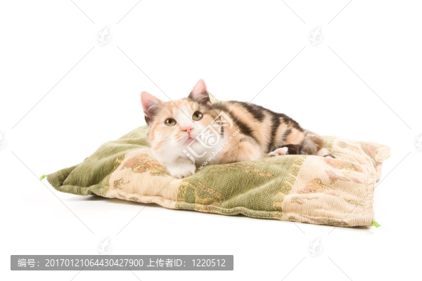 可愛的小貓