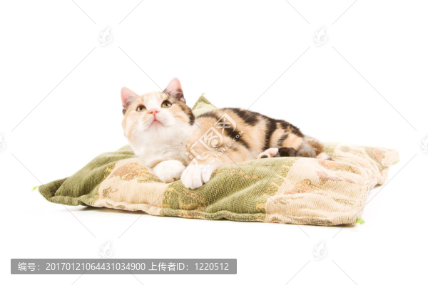 可愛的小貓