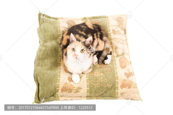 可愛的小貓