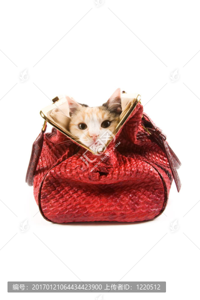 一只可愛的小貓在一個紅色的袋子里