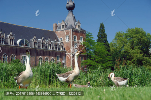 城堡公園里的鵝