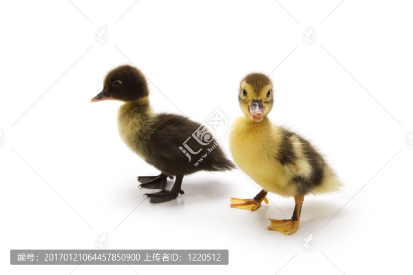 小鴨子