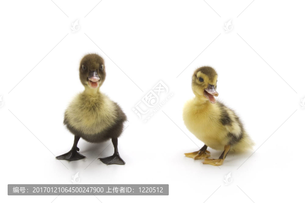 小鴨子