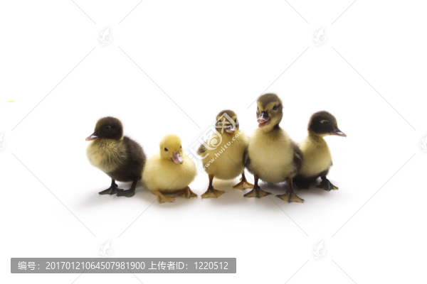 小鴨子
