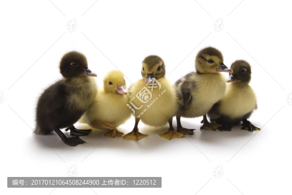 小鴨子-匯圖網(wǎng) www.fosd68.com 小鴨子