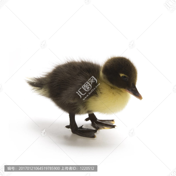 小鴨
