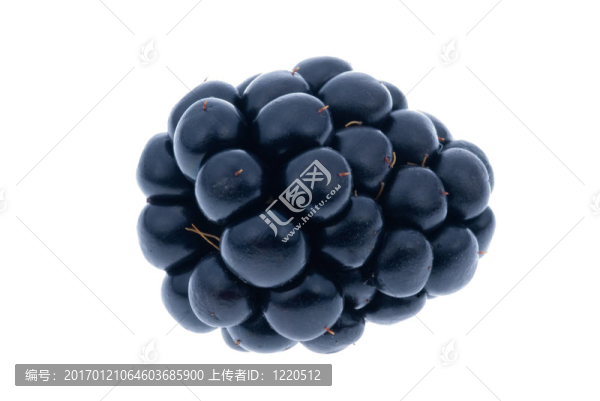 孤立的黑莓