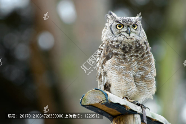 鷹鸮-匯圖網(wǎng) www.fosd68.com 鷹鸮