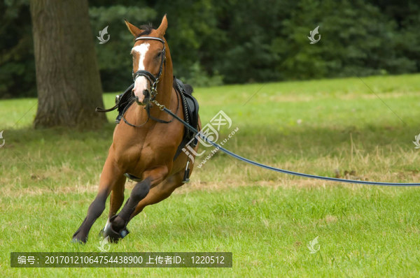 美麗的馬跑
