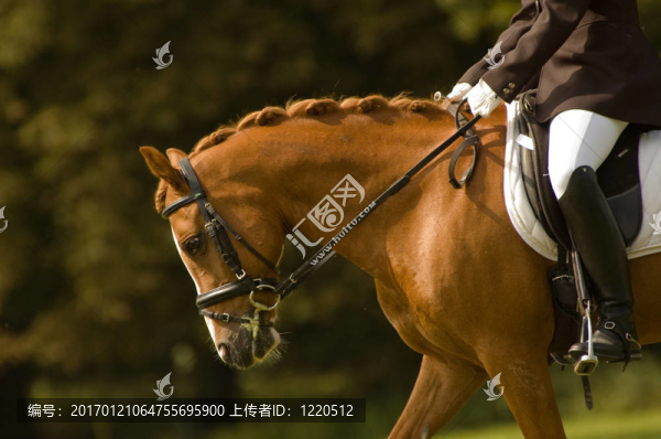 賽馬上的一匹漂亮的馬
