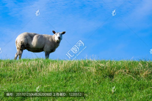 羊鮮綠草