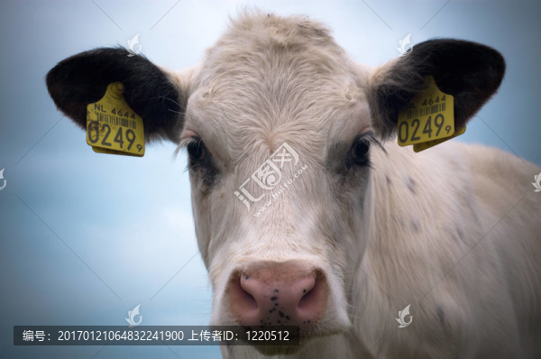 小母牛