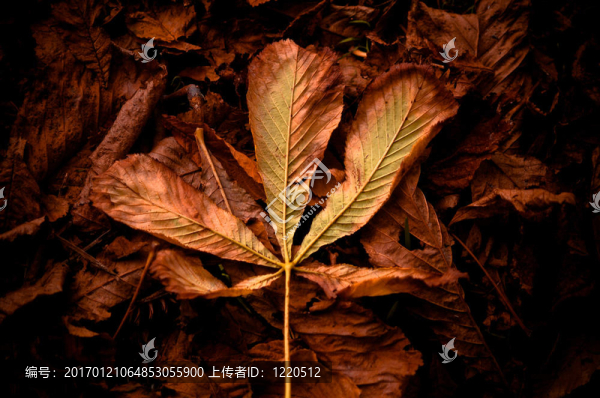 森林中的秋天