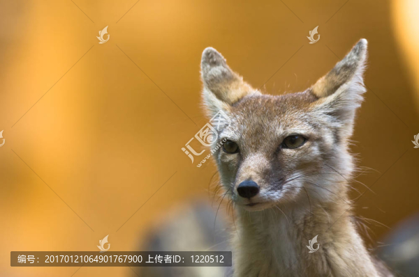 沙狐
