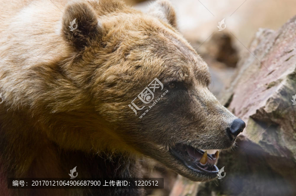 棕熊