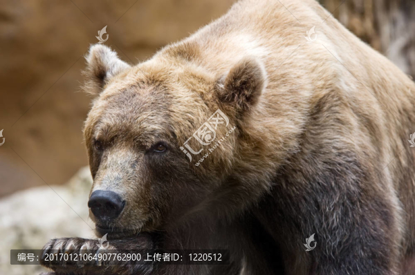 棕熊