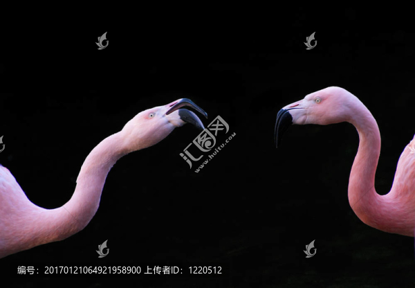 兩火烈鳥的特寫