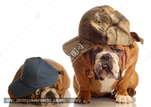 英國斗牛犬的家伙