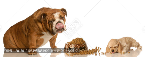 兩條狗分享一頓飯