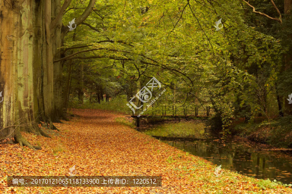 公園的秋天