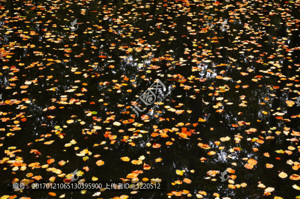 公園的秋天