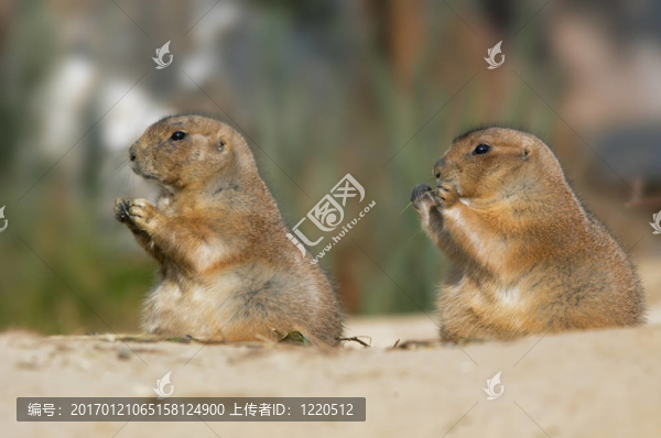 草原犬鼠