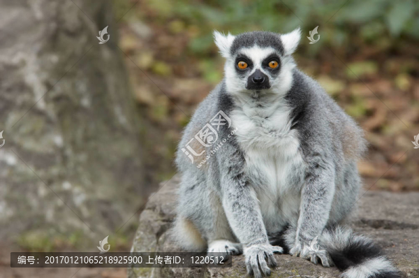 環(huán)尾狐猴