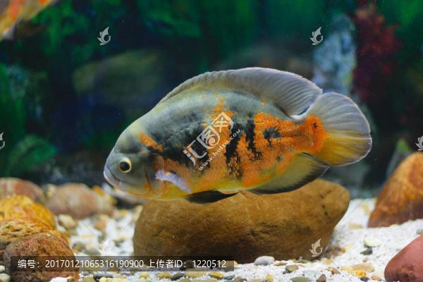 水族箱中的大熱帶魚
