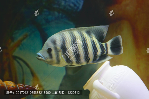 水族箱中的大熱帶魚