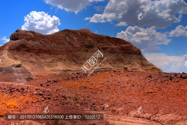 石化森林