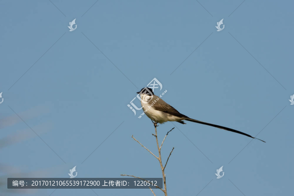 叉尾鹟棲息