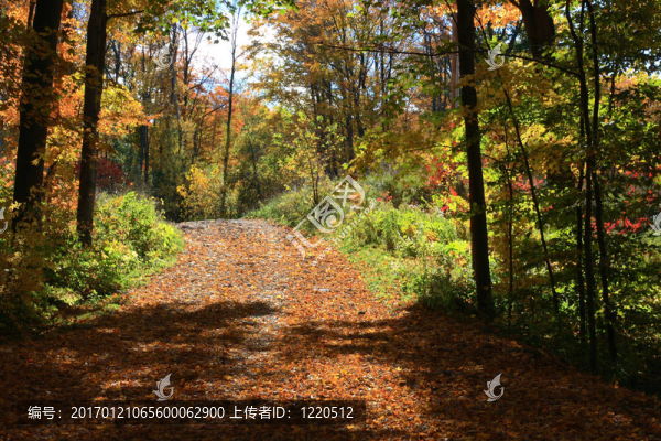 落山森林路。